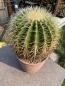 Preview: Ferocactus grusonii
